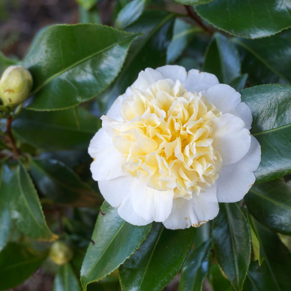 Camellia japonica Nobilissima