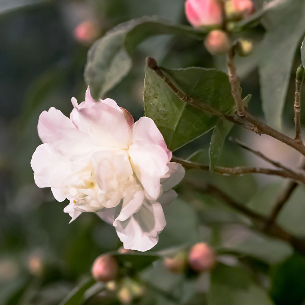 Camellia Cinnamon Cindy