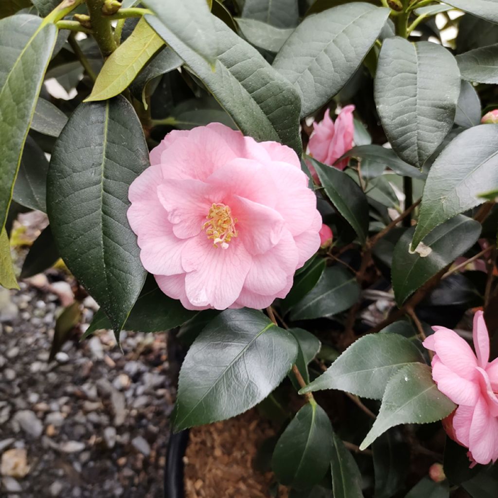 Camellia Spring Festival