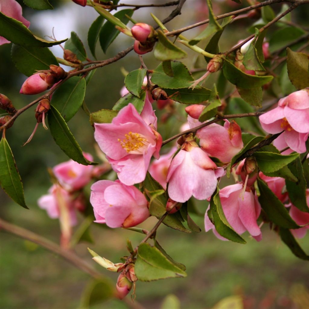 Camellia lutchuensis Koto No Kaori