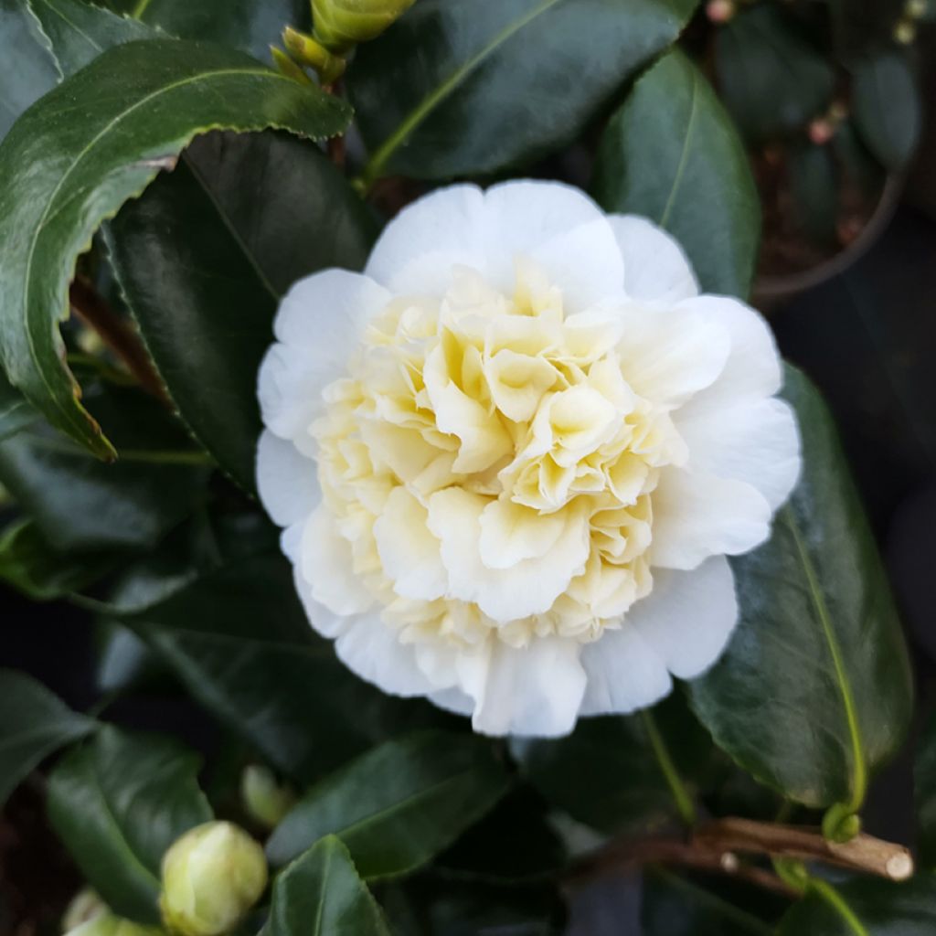 Camellia Jurys Yellow