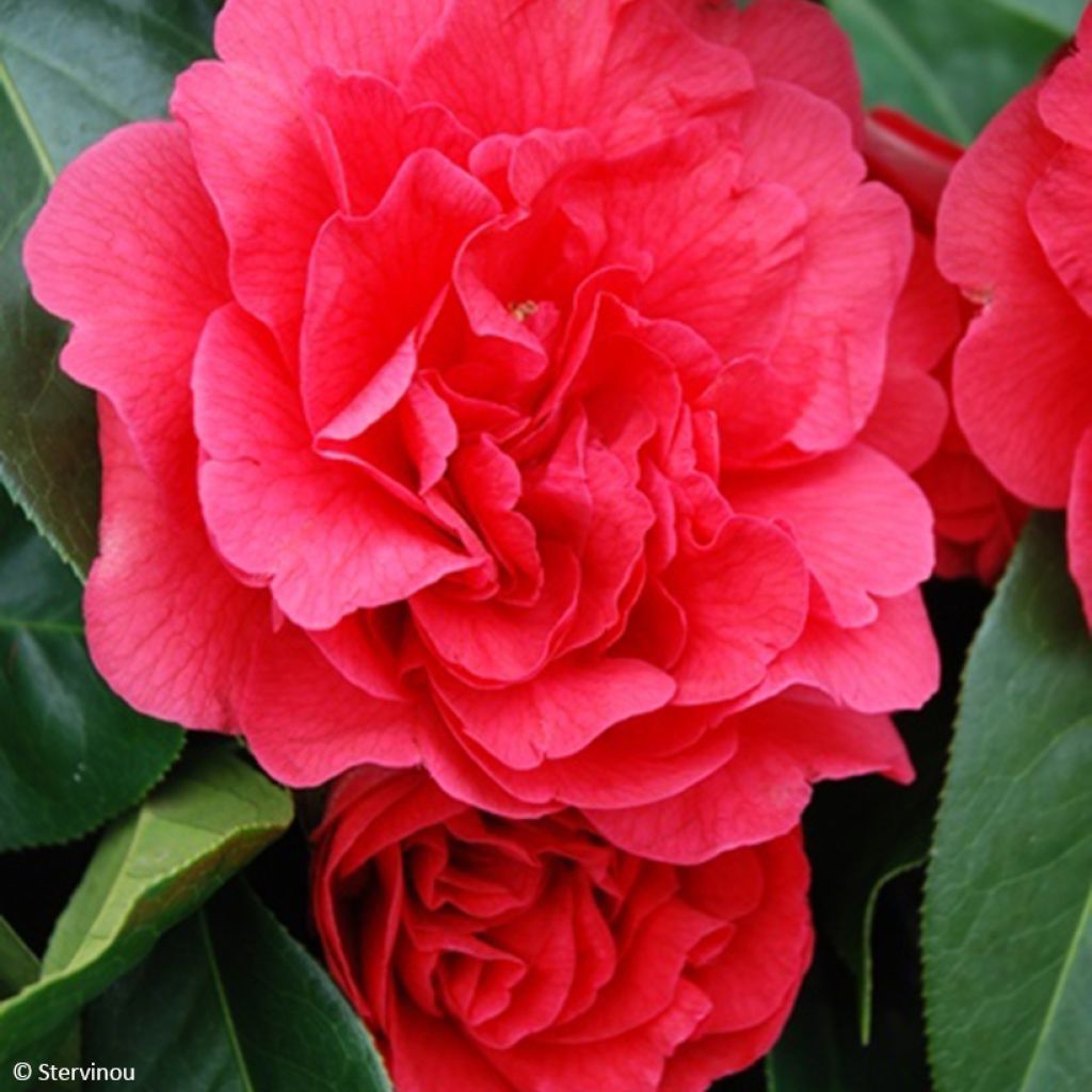 Camellia x reticulata Den Burton