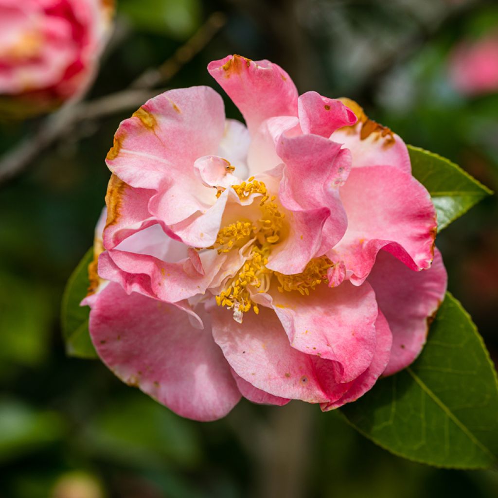 Camellia Bettys Beauty