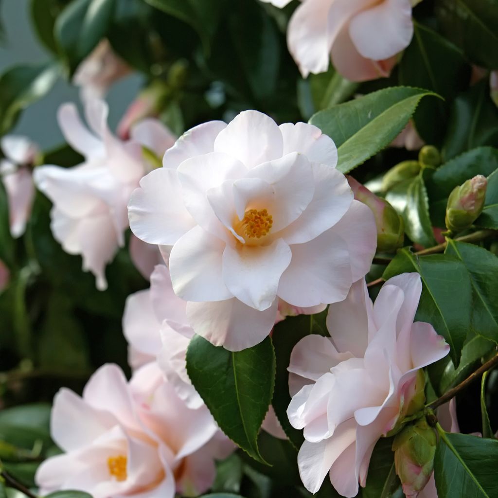 Camellia transnokoensis Transtasman