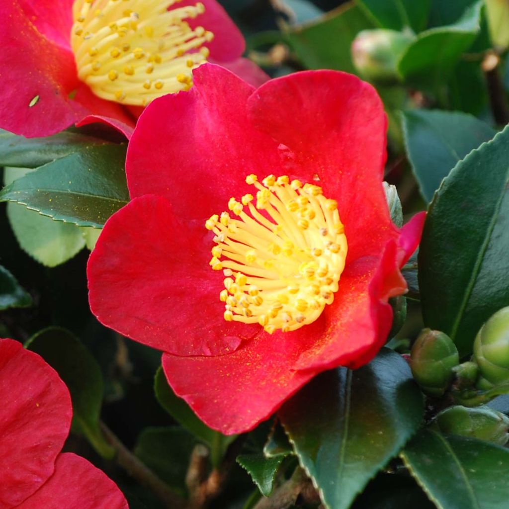 Camélia d'automne Yuletide - Camellia sasanqua (x) vernalis