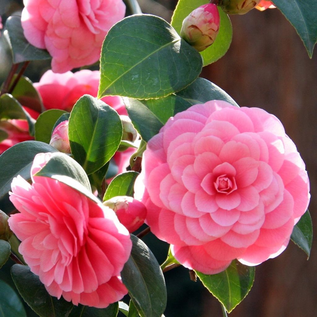 Camellia japonica Mrs Tingley