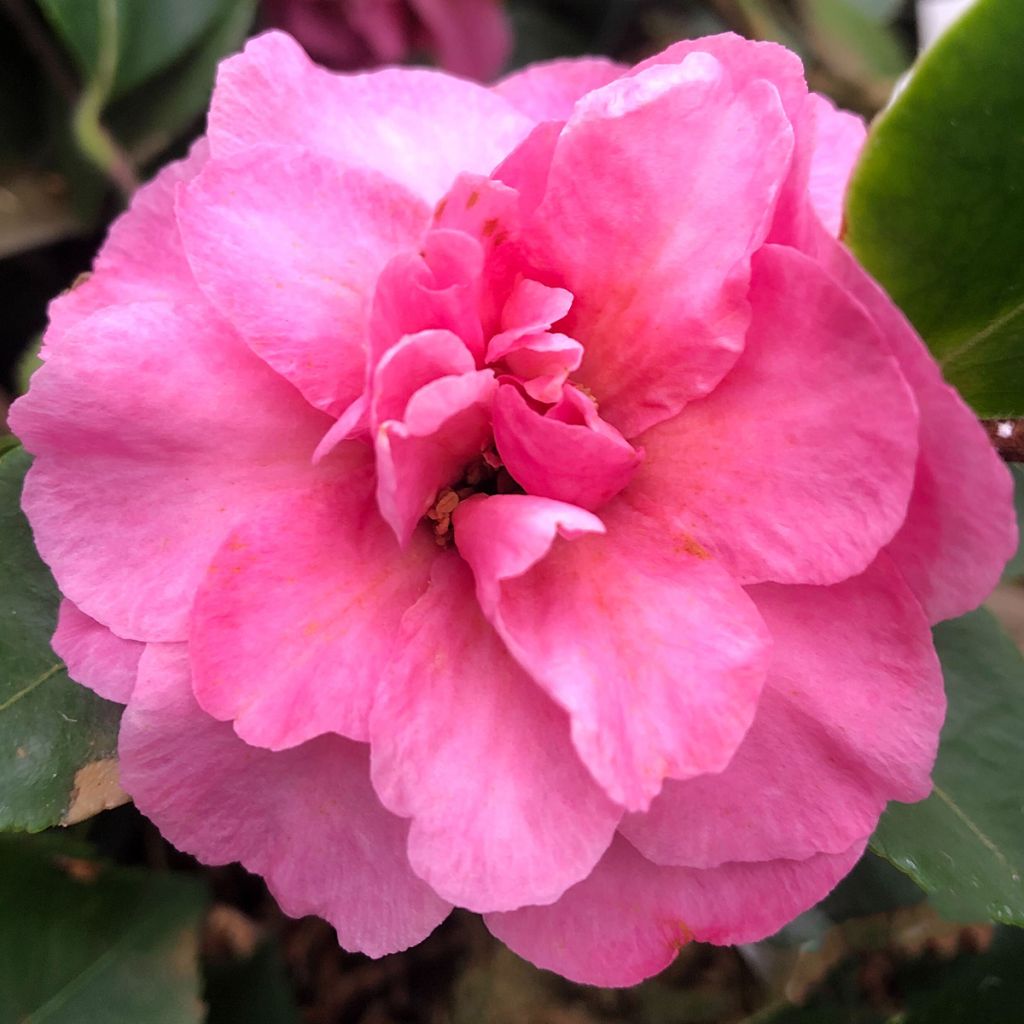 Camellia sasanqua Waterfall Pink