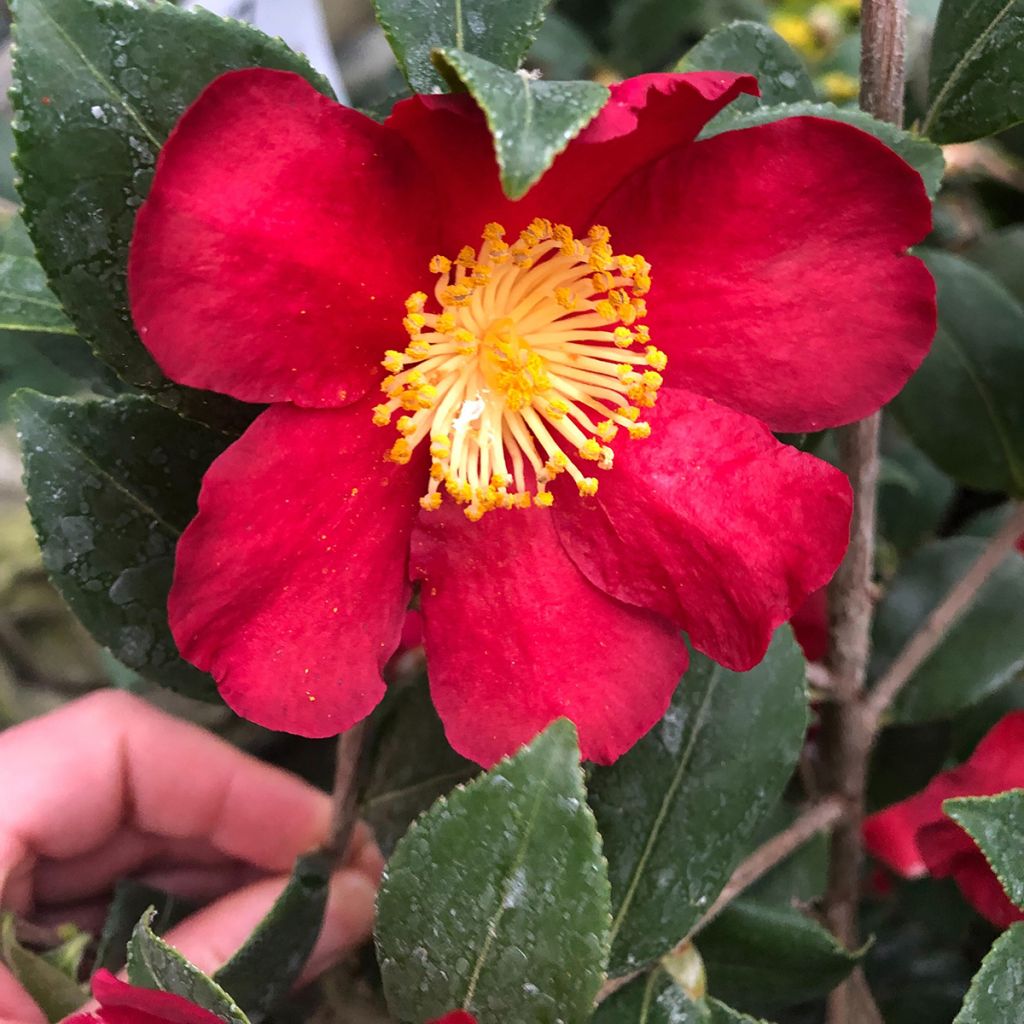 Camellia Yuletide