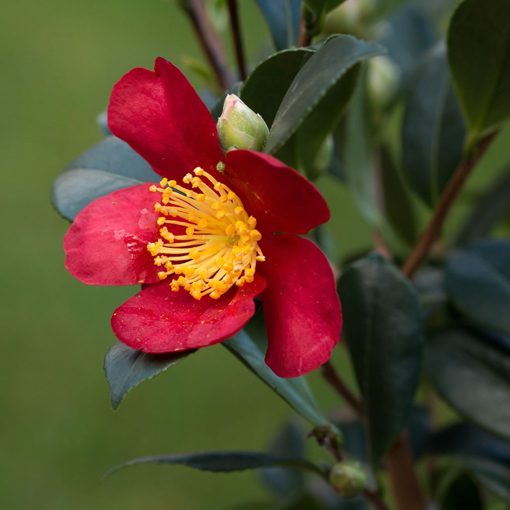 Camellia Yuletide