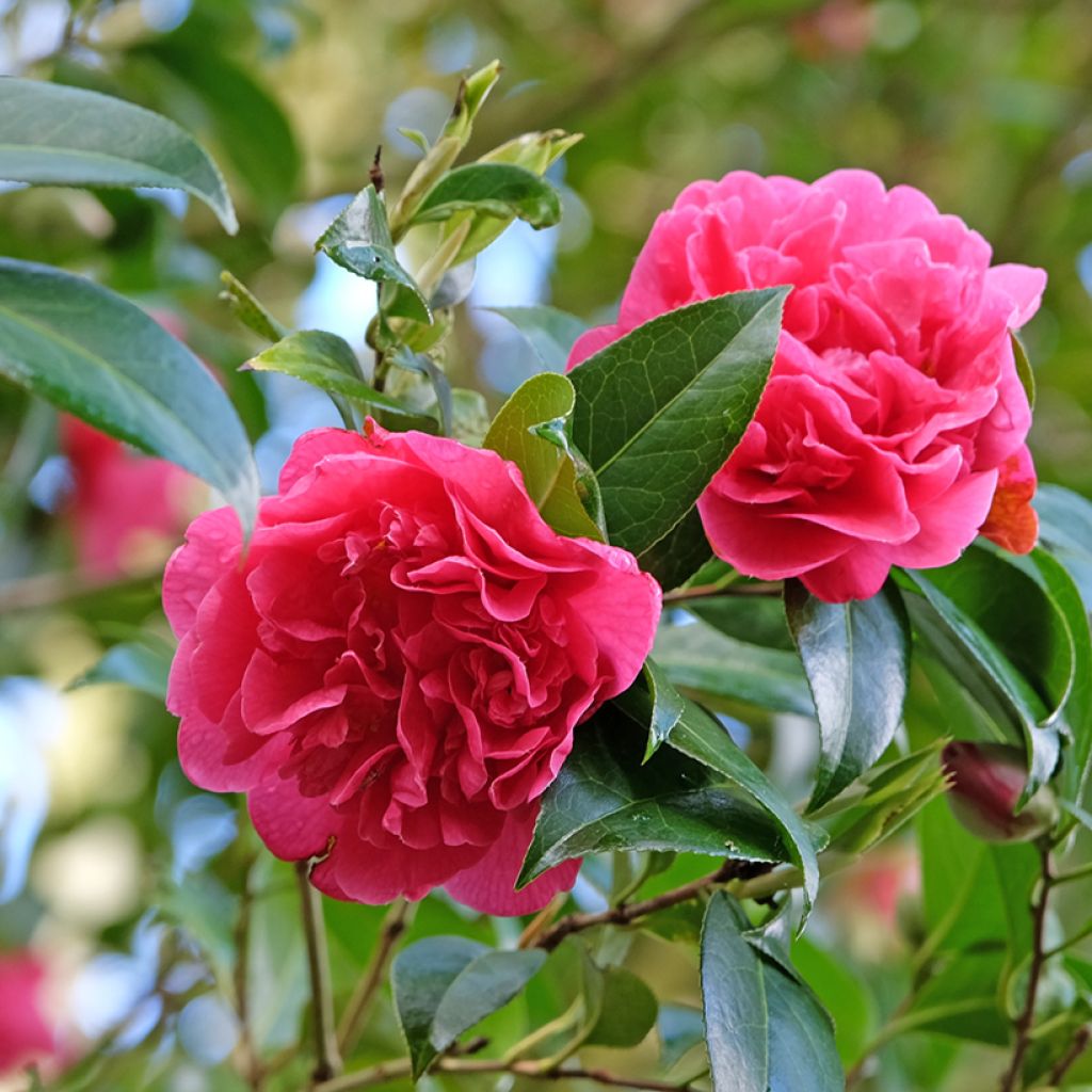 Camellia Anticipation