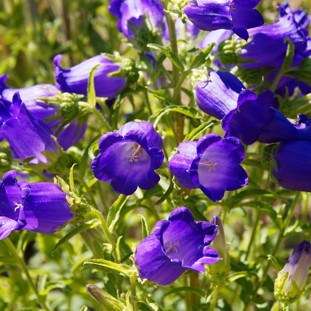 Campanula medium blue-flowered