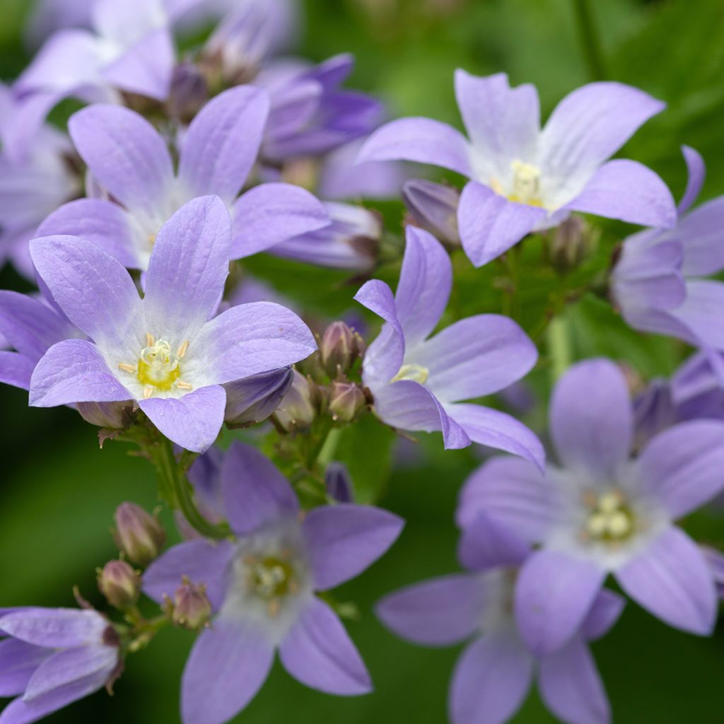 Campanula lactiflora