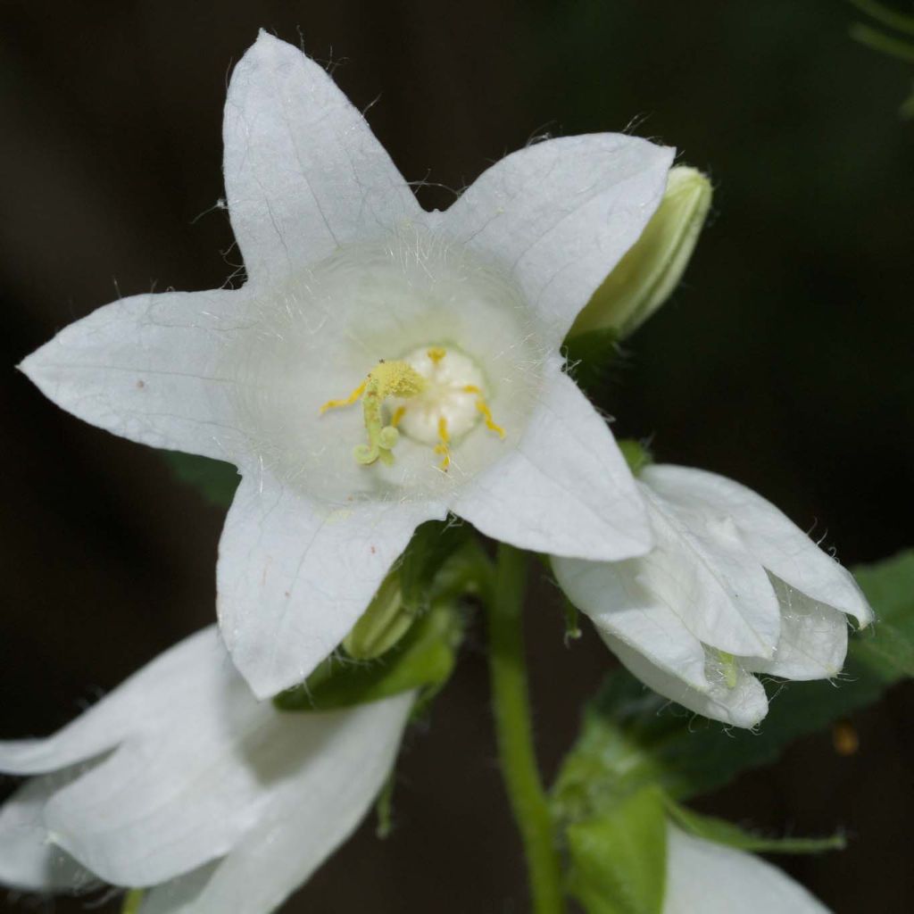 Campanula latifolia var. macrantha alba