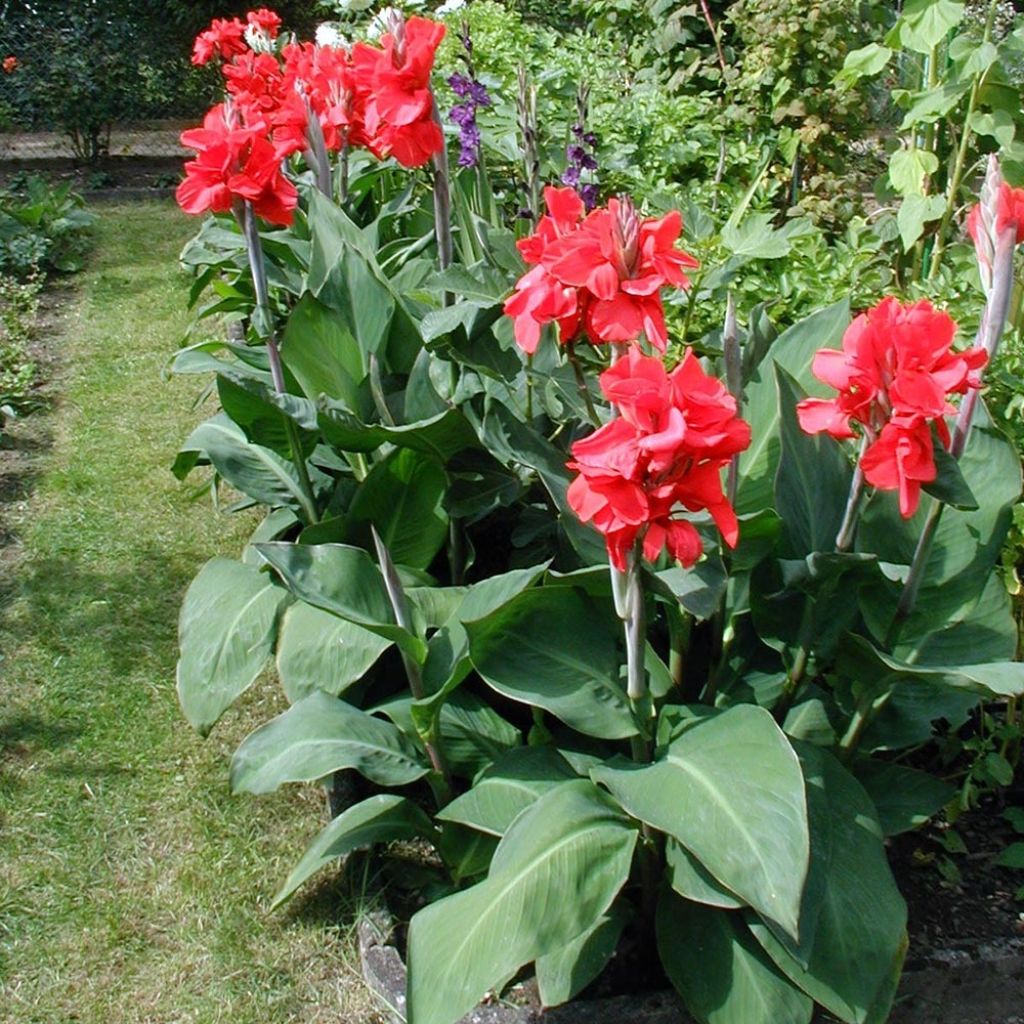 Canna Strasbourg - Balisier de taille moyenne, à fleurs rouge sang.