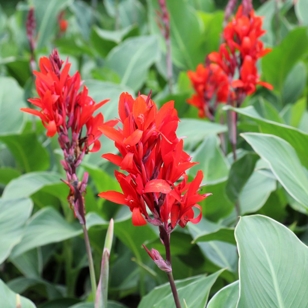 Canna edulis