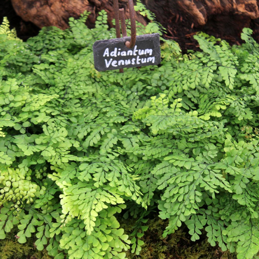 Adiantum venustum