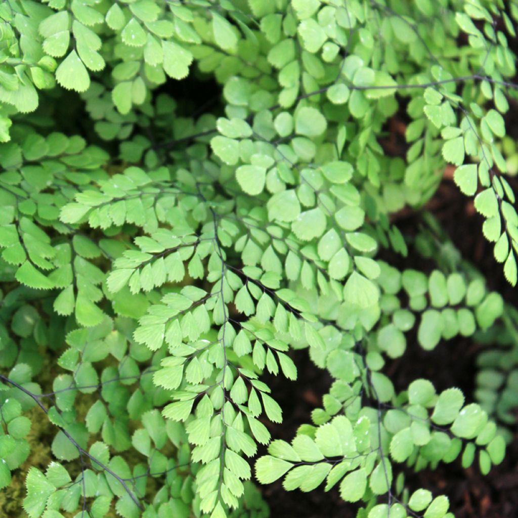 Adiantum venustum