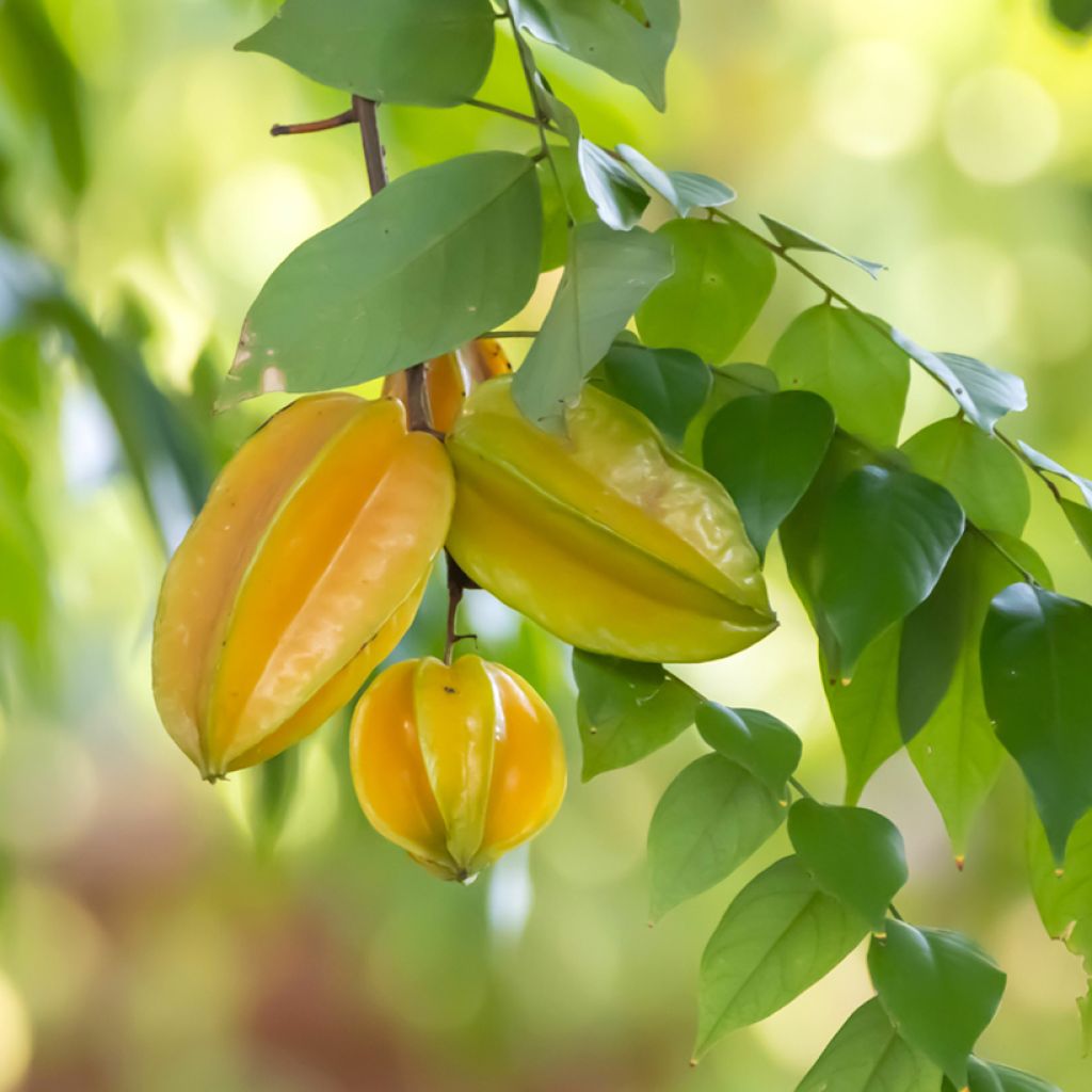 Averrhoa carambola Arkin - Star fruit tree