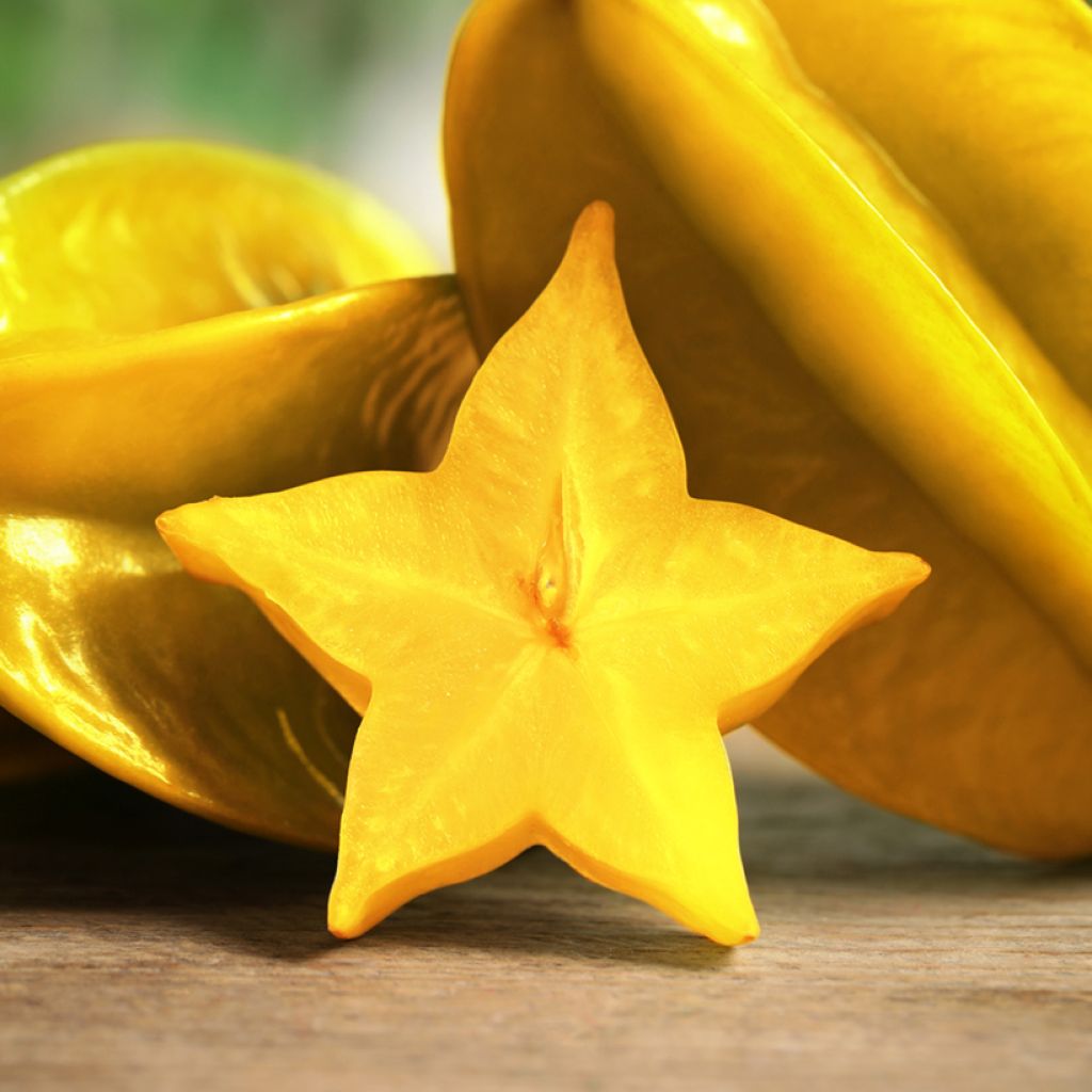 Averrhoa carambola Arkin - Star fruit tree