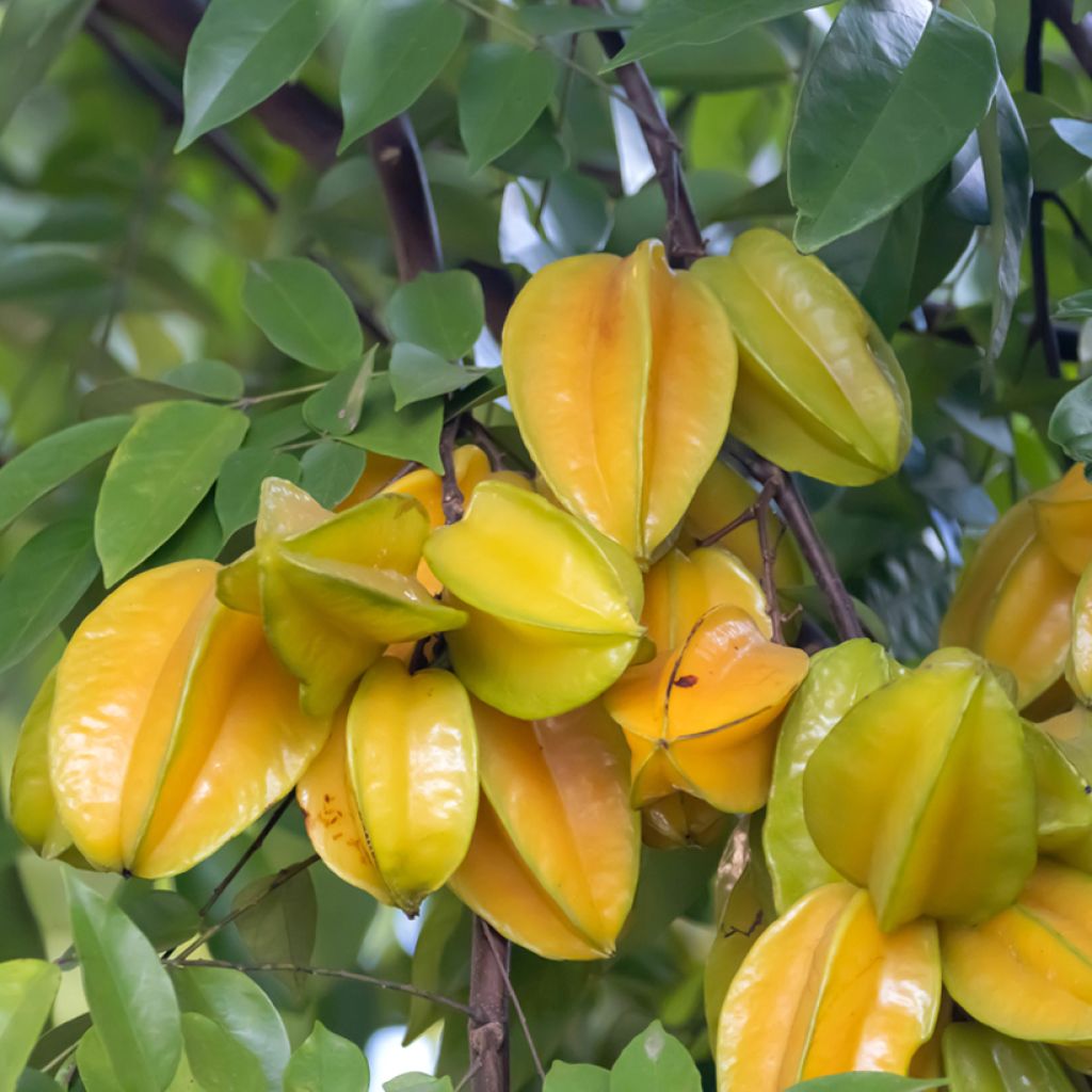 Averrhoa carambola Arkin - Star fruit tree
