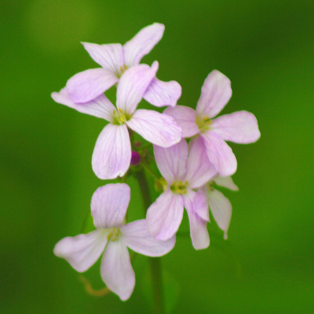 Cardamine bulbifera