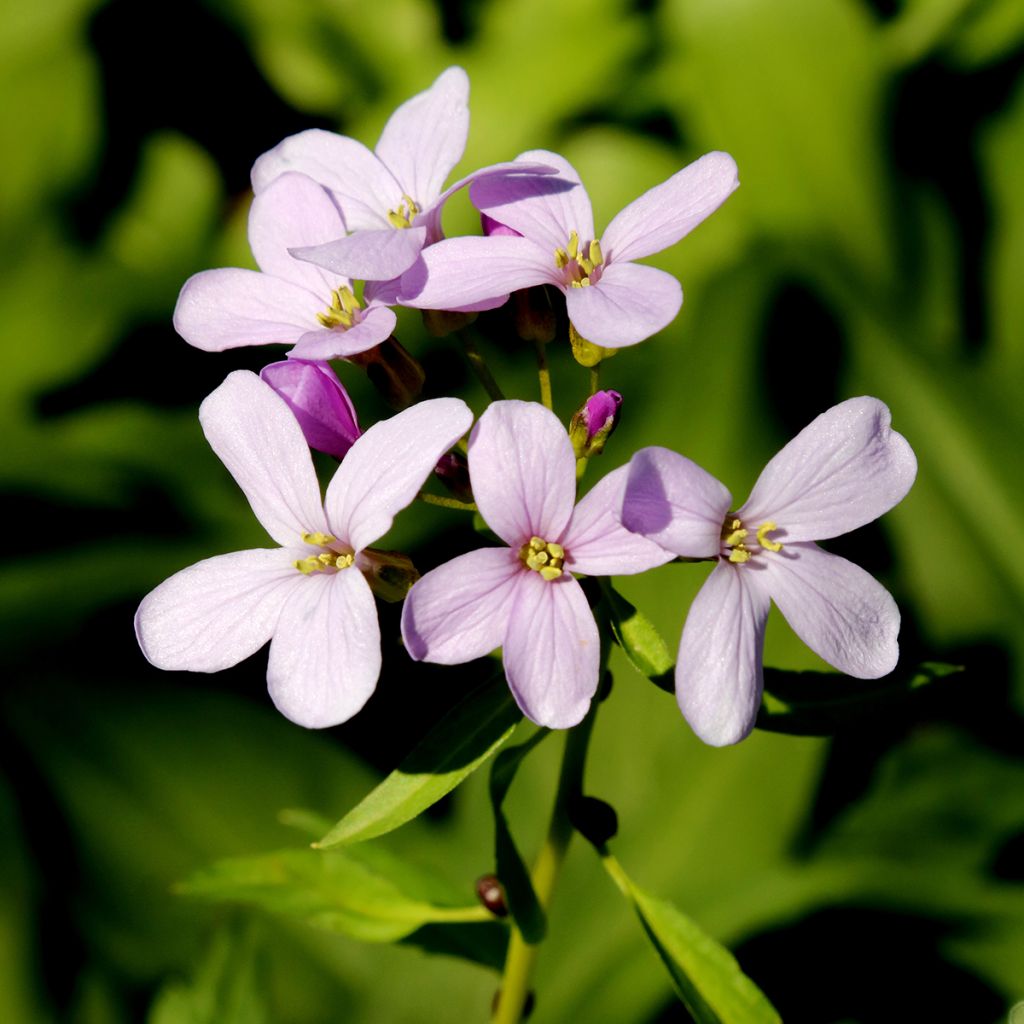 Cardamine bulbifera