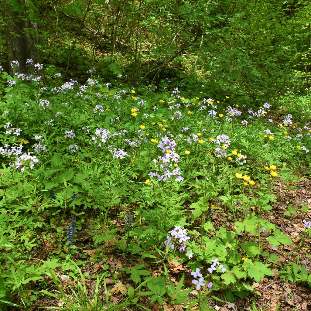 Cardamine bulbifera