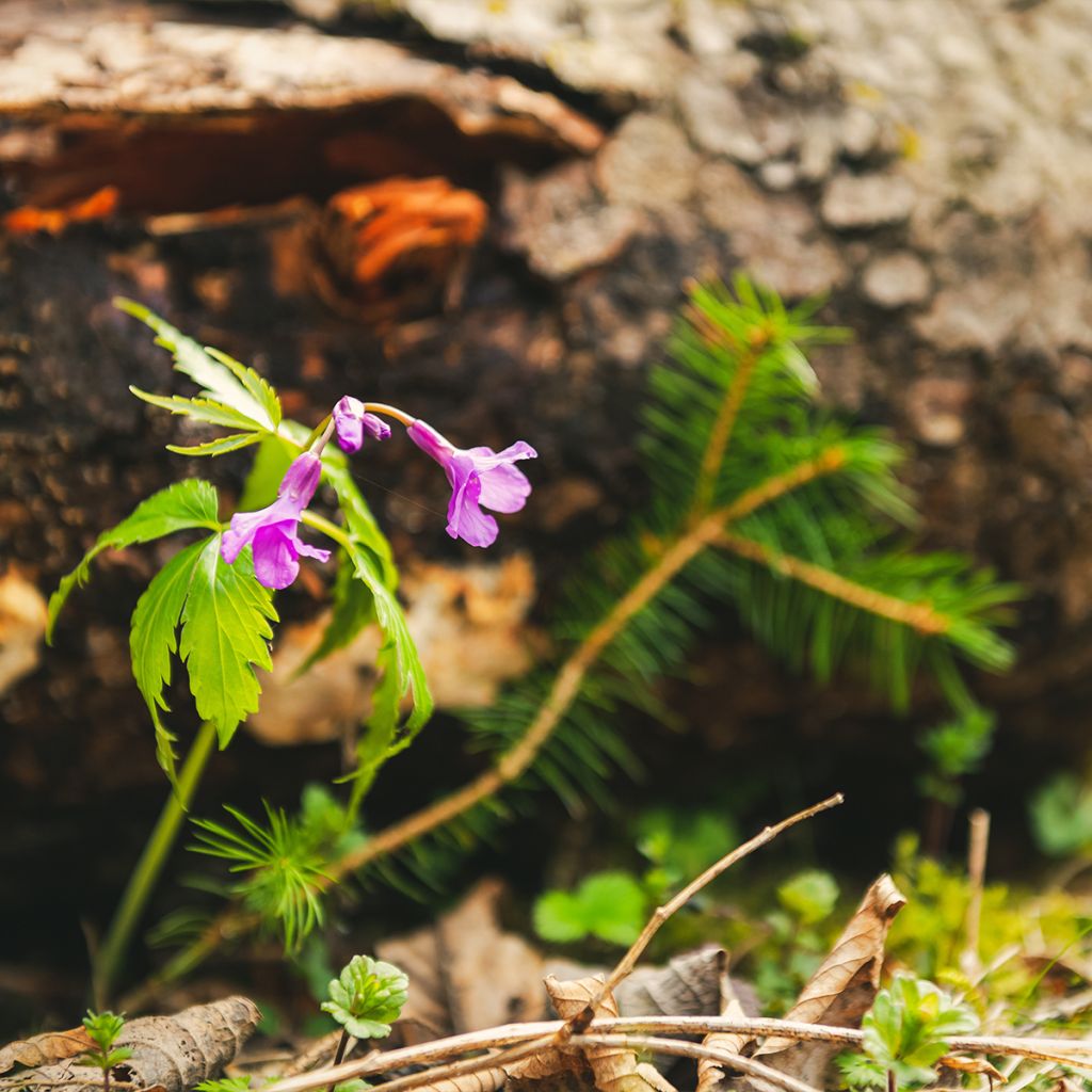 Cardamine pentaphylla