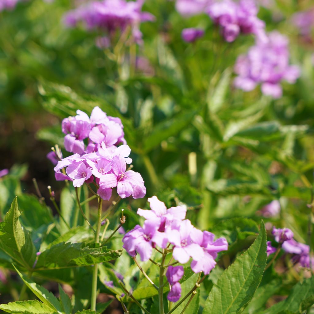 Cardamine pentaphylla