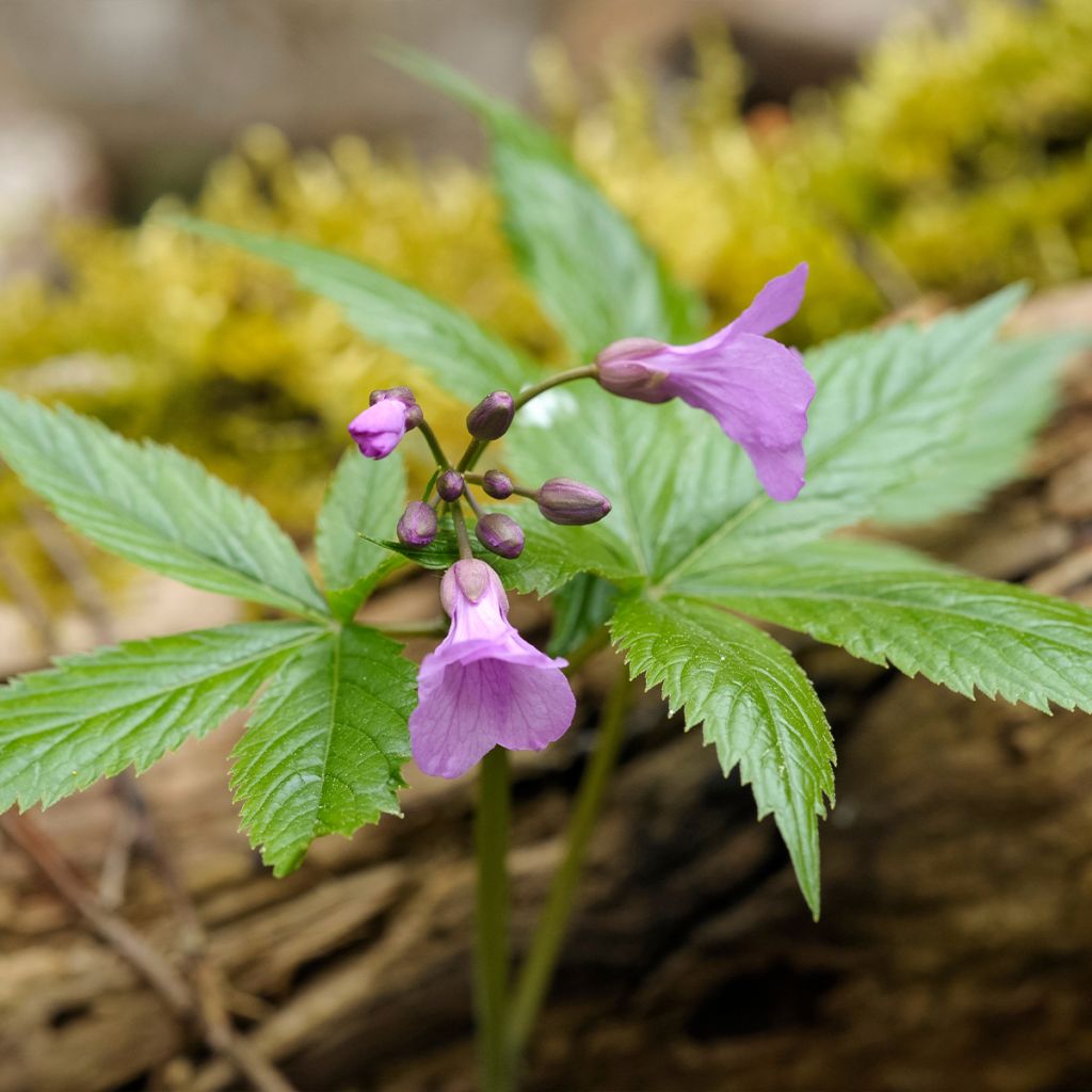 Cardamine pentaphylla