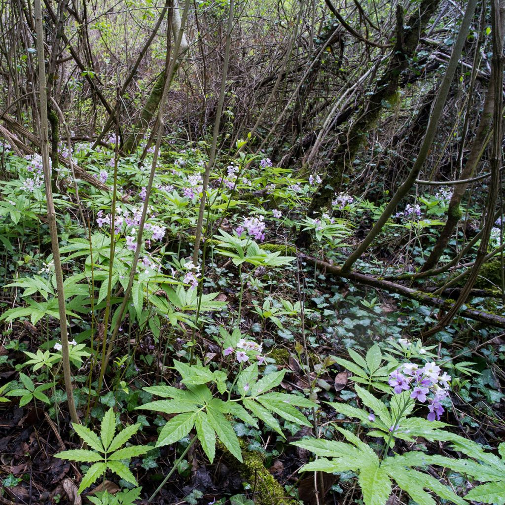 Cardamine pentaphylla