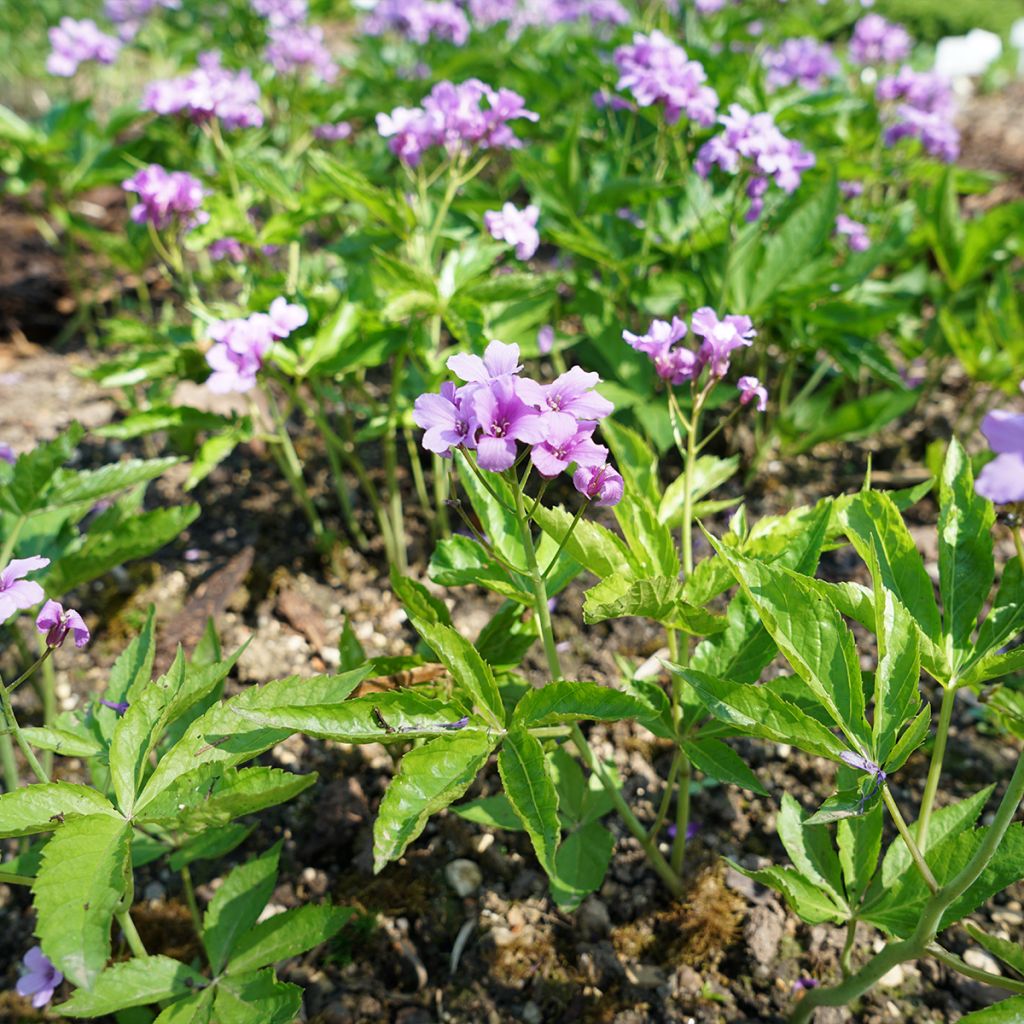 Cardamine pentaphylla