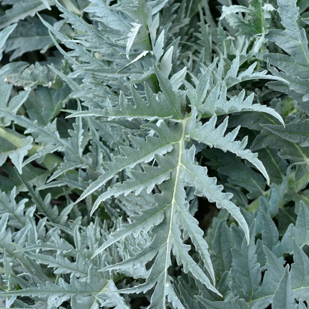 Cynara cardunculus improved white-flowered - cardoon seeds