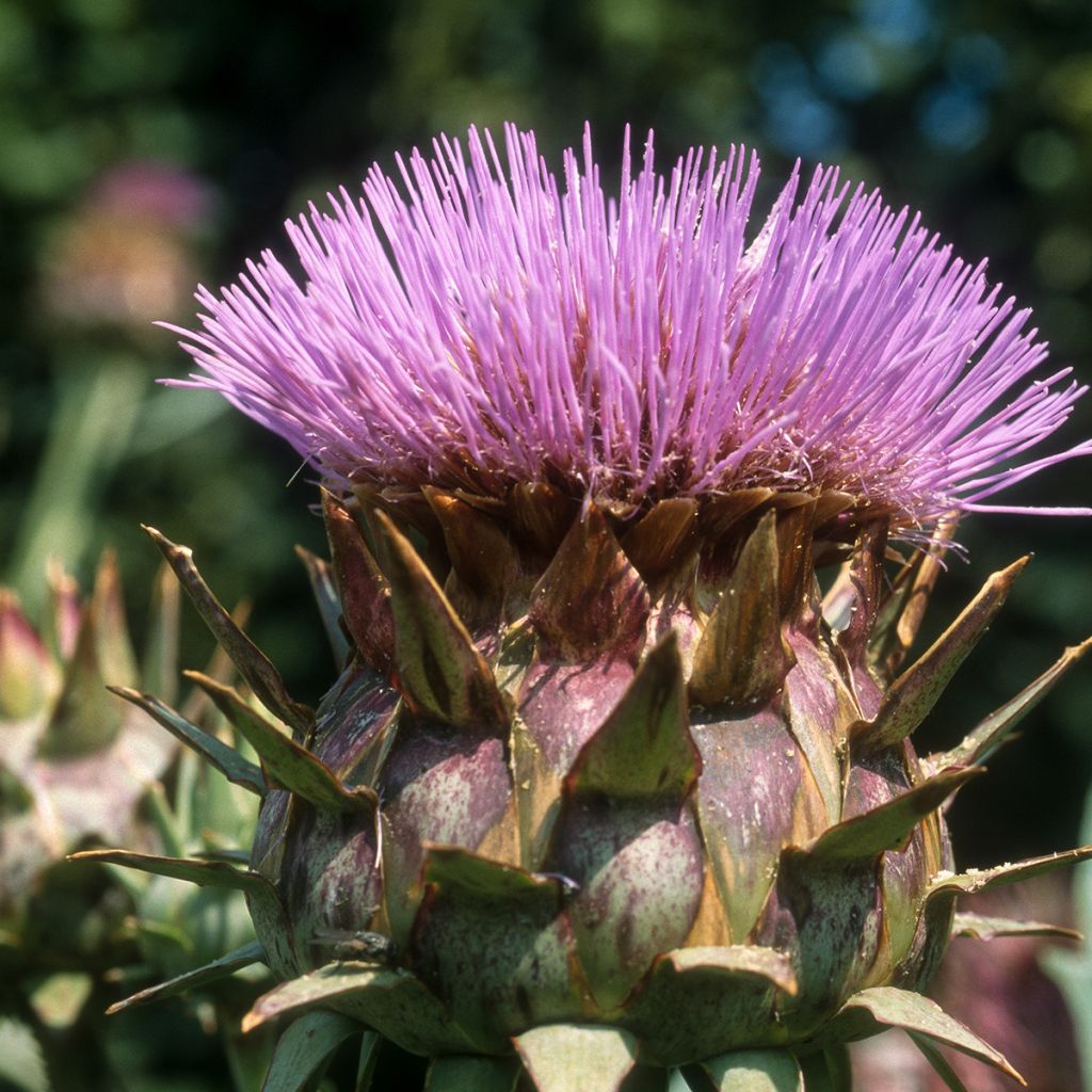 Cardoon Spineless Full White - Cynara cardunculus