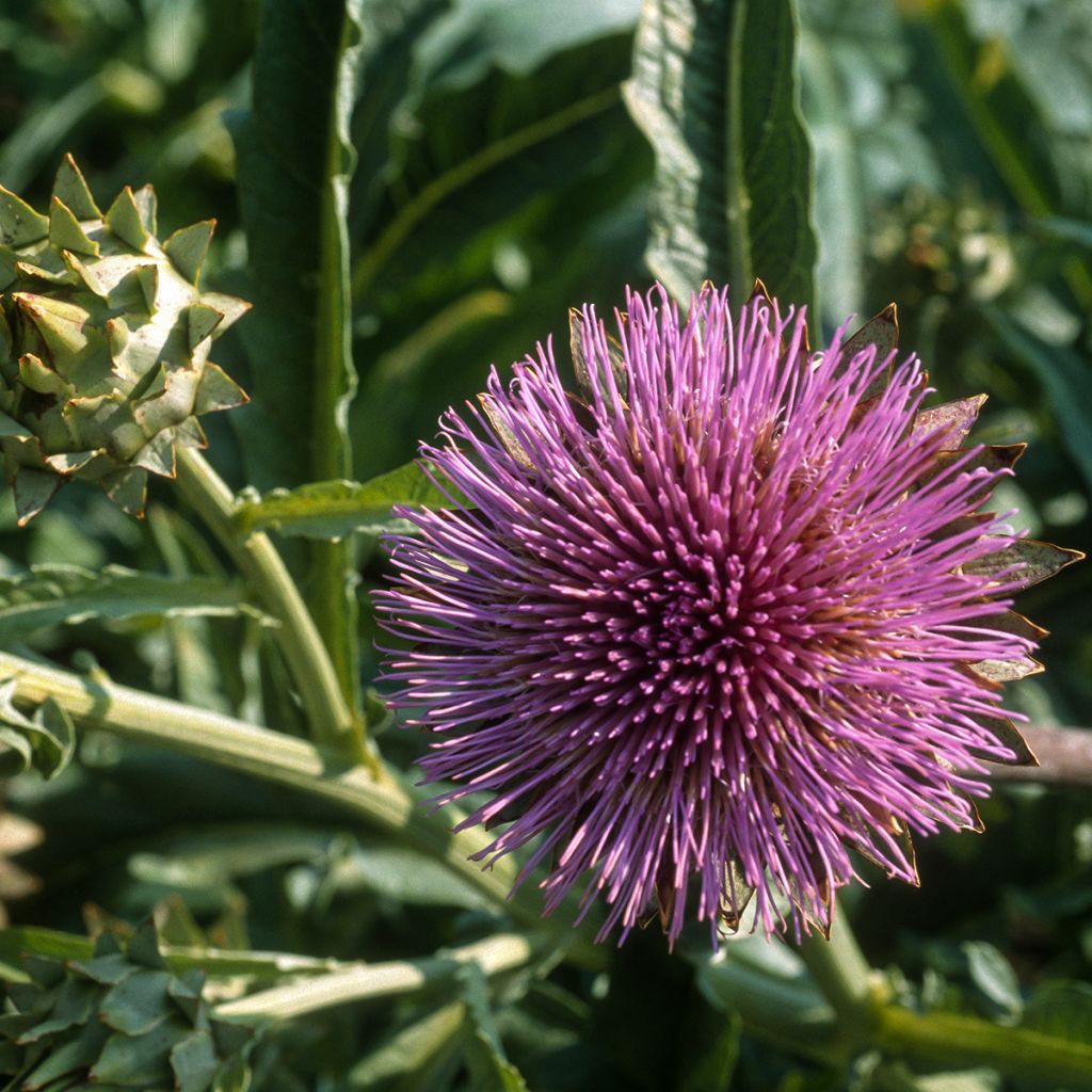 Cardoon Spineless Full White - Cynara cardunculus