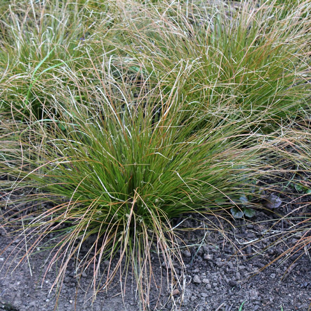 Carex testacea Prairie Fire