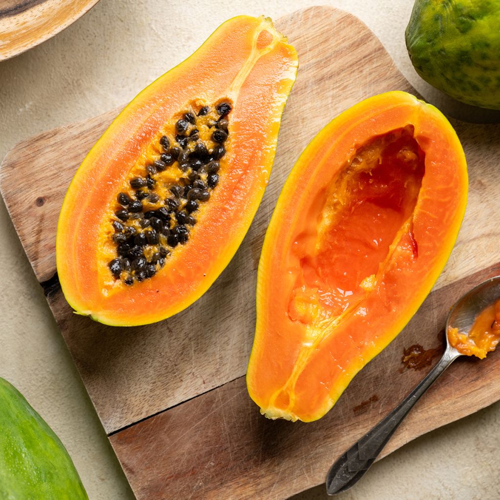 Carica papaya - Papaya