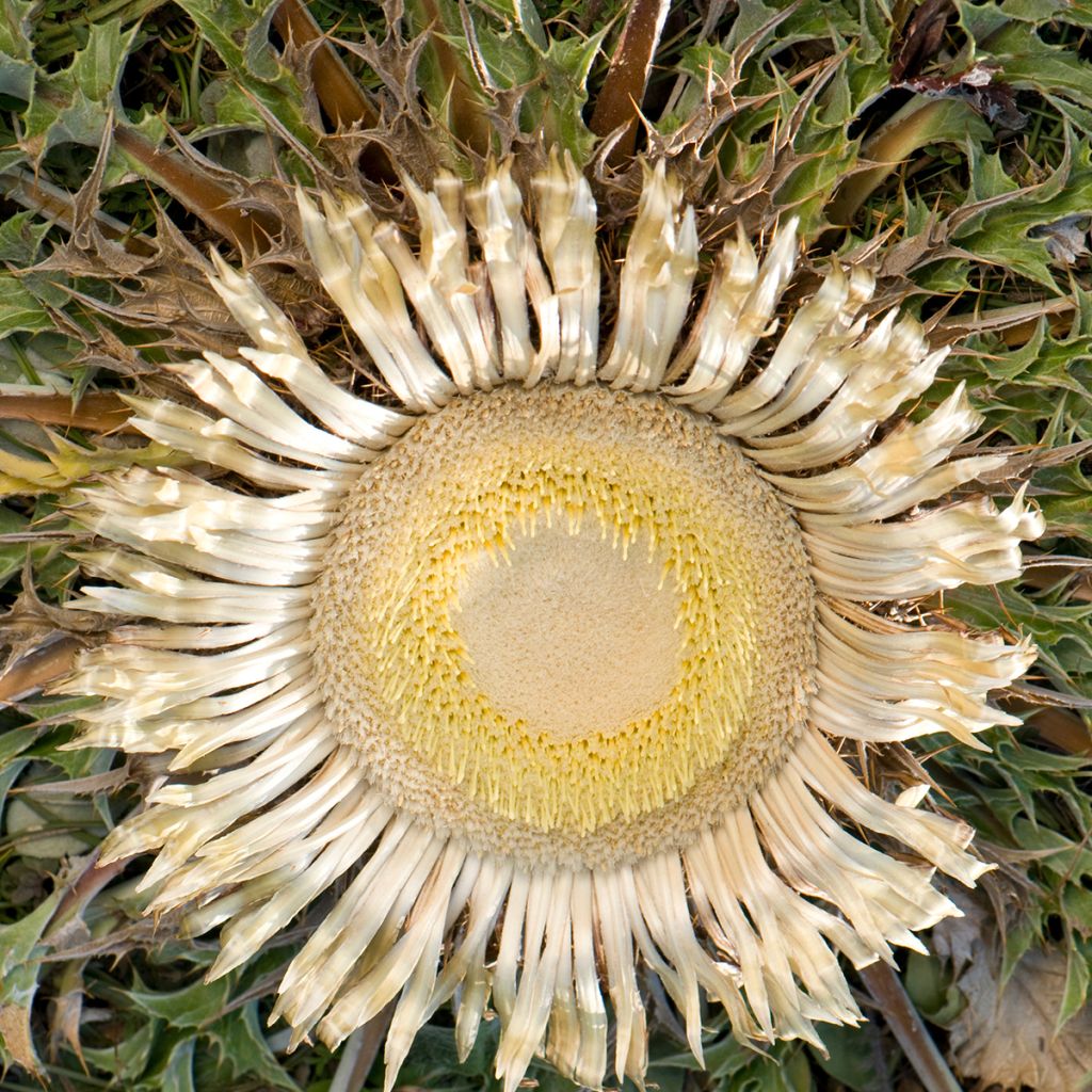 Carlina acanthifolia