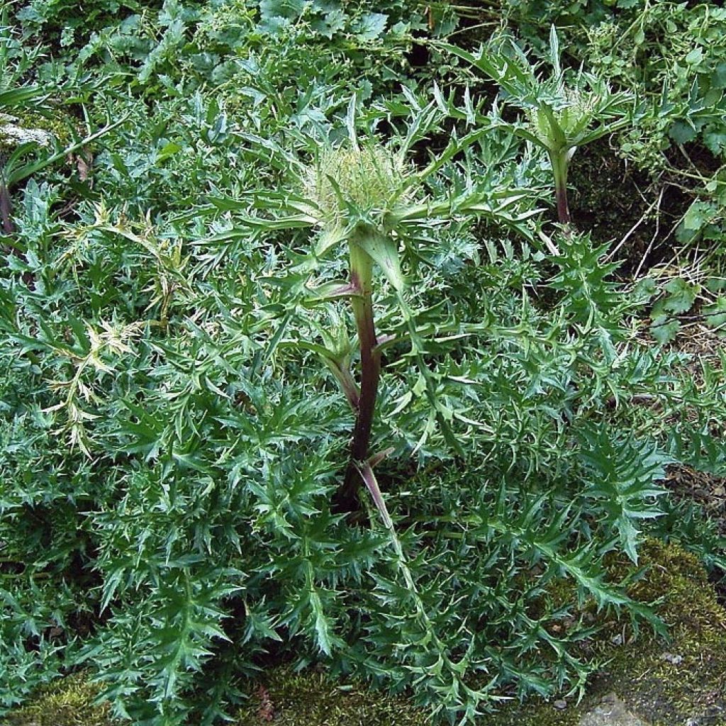 Carlina acaulis subsp. simplex