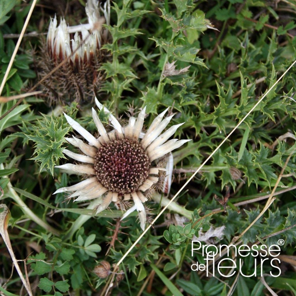 Carlina acaulis subsp. simplex