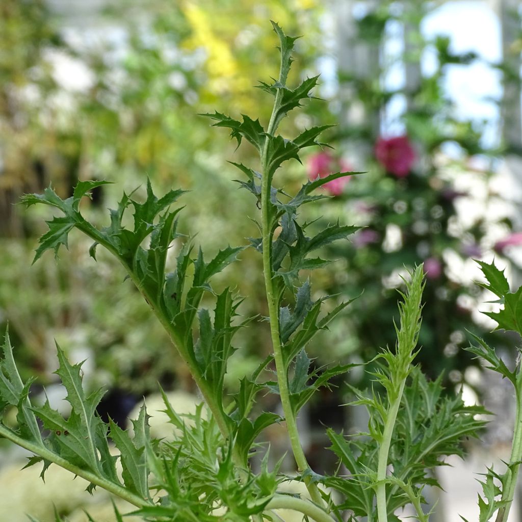 Carlina acaulis subsp. simplex