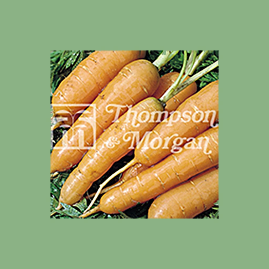 Carrot Adelaide F1 - Daucus carota