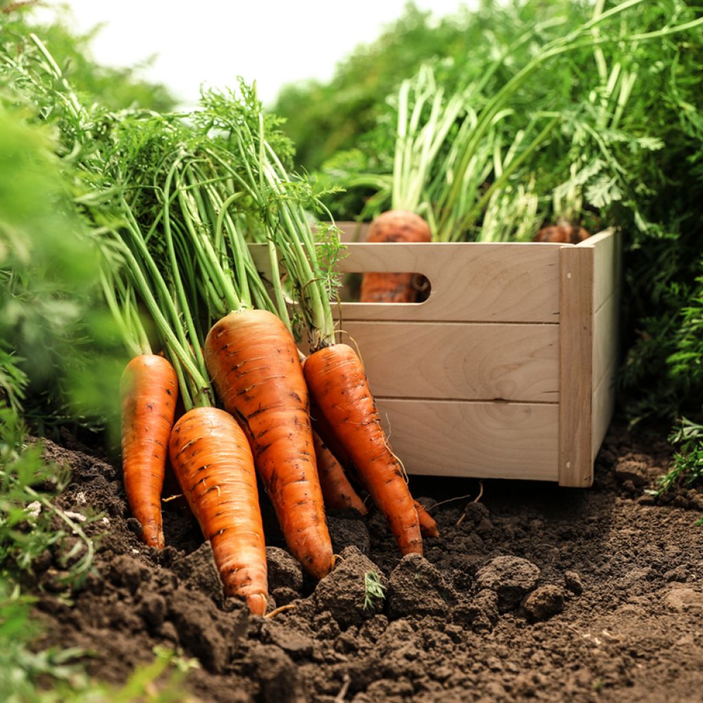 Carrot Adelaide F1 - Daucus carota