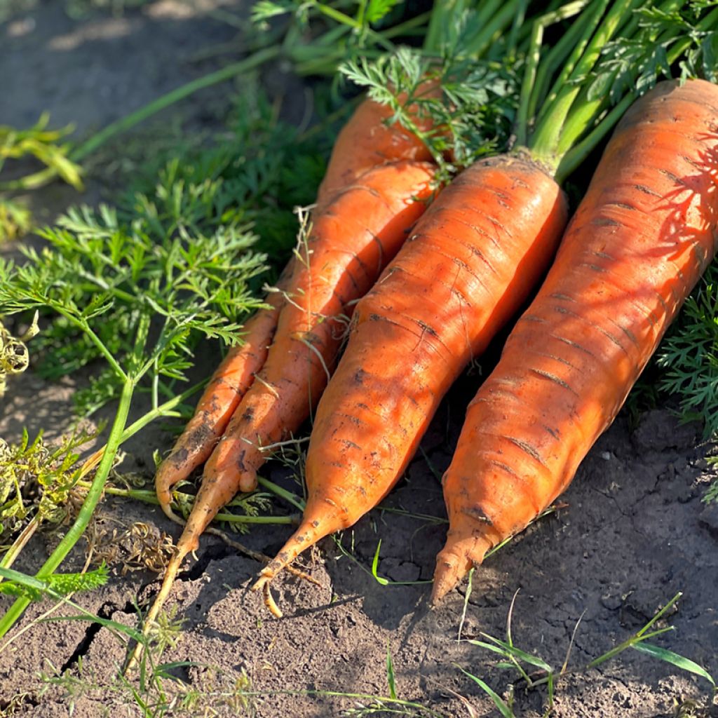 Carrot Amsterdam - Daucus carota