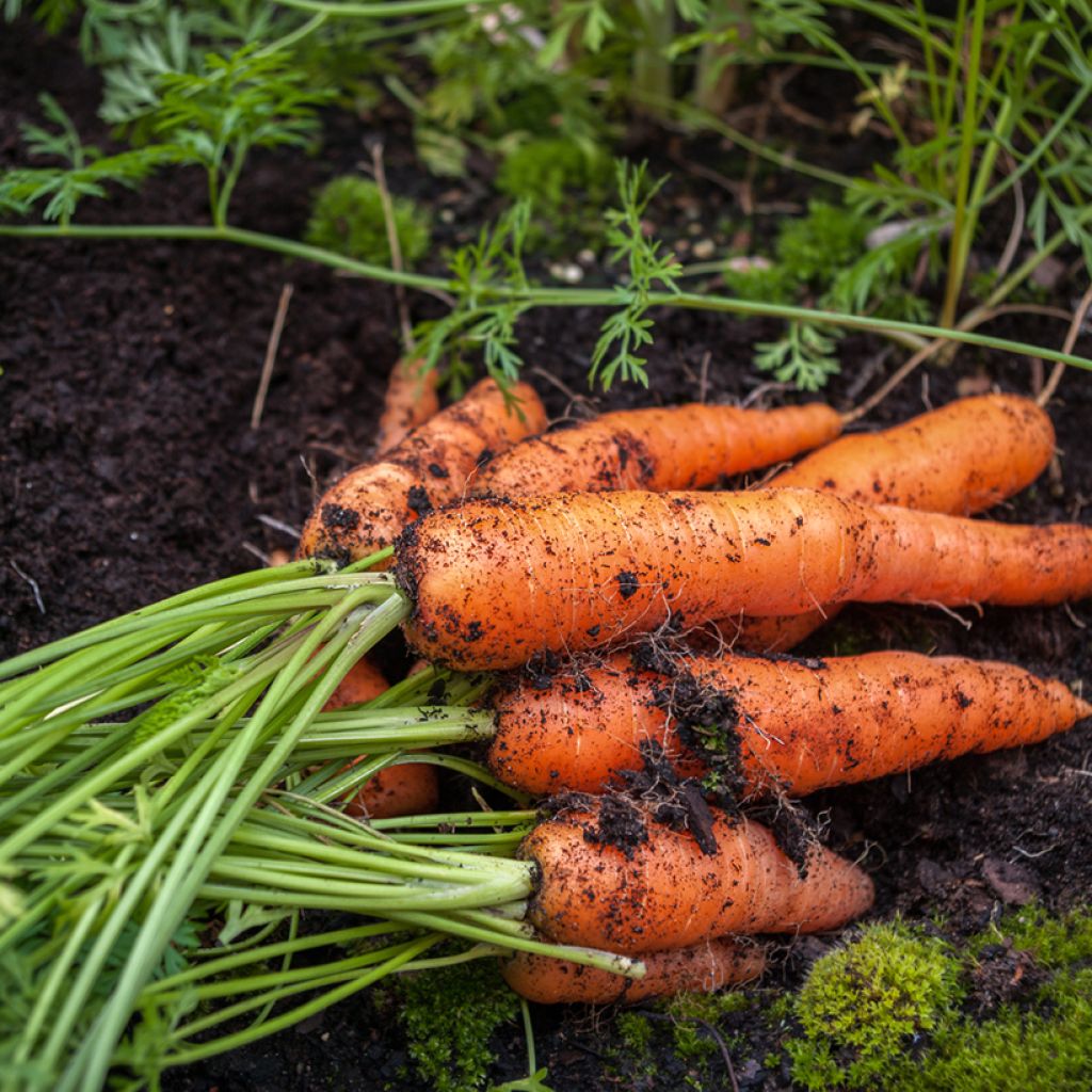 Carrot Eskimo F1 - Vilmorin Seeds