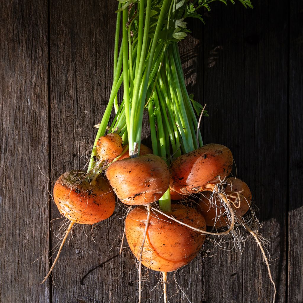 Carrot Paris Market