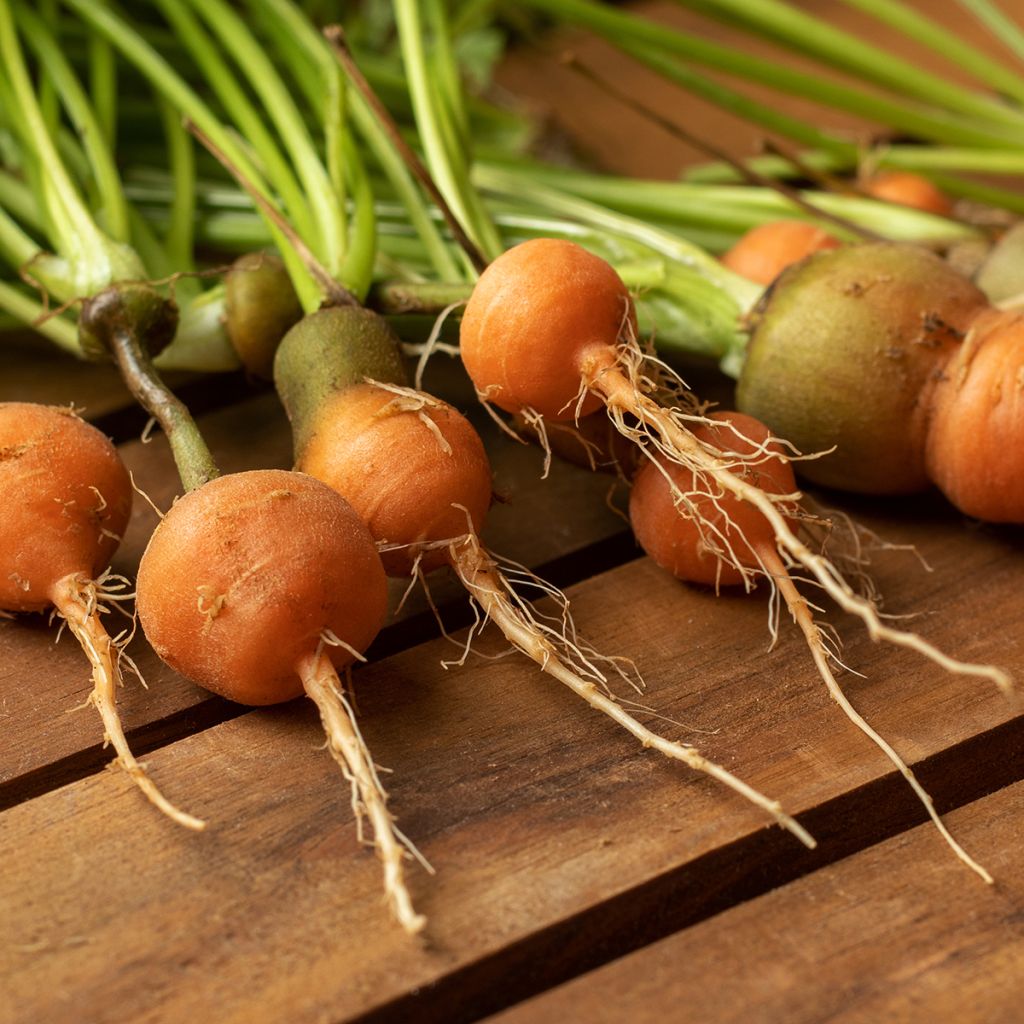 Carrot Paris Market