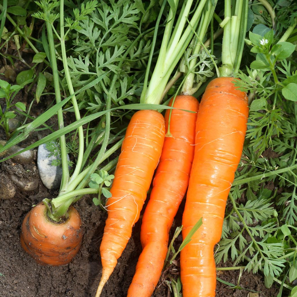 Carrot Nantes 2 - Ferme de Sainte Marthe Seeds