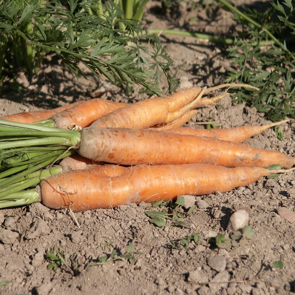 Carrot Nantaise améliorée - Daucus carota