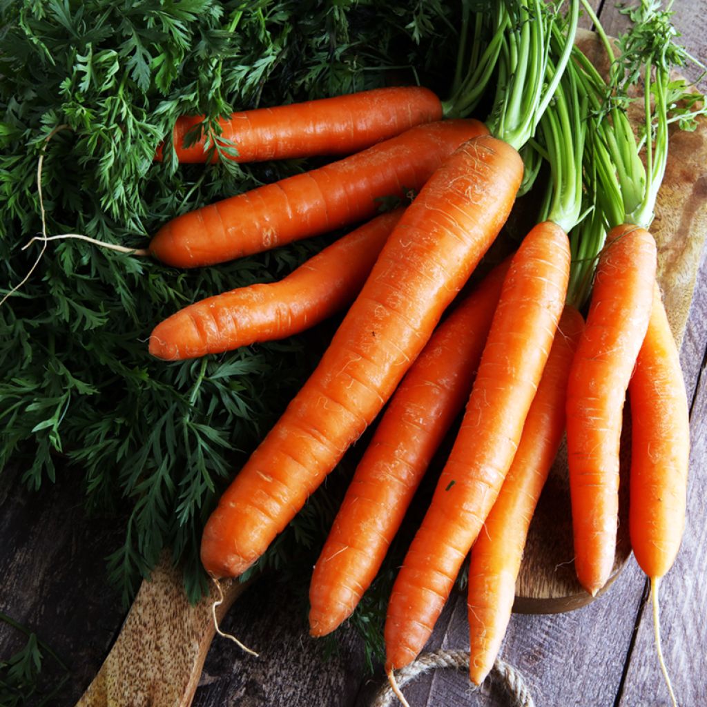 Carrot Nigel F1 - Daucus carota